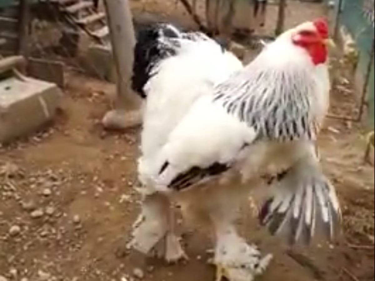 gà đá trực tiếp thomo bình luận,Giới Thiệu Bài Viết: Gà Đá Trực Tiếp Thomo gà đá trực tiếp thomo bình luận,Giới Thiệu Bài Viết: Gà Đá Trực Tiếp Thomo