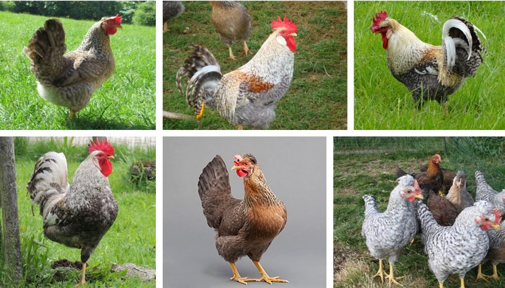 gà chọi gà đá đẹp,Giới Thiệu Bài Viết: Gà Chọi Gà Đá Đẹp – Một Sự Kết Hợp Đặc Biệt gà chọi gà đá đẹp,Giới Thiệu Bài Viết: Gà Chọi Gà Đá Đẹp – Một Sự Kết Hợp Đặc Biệt