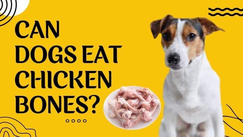 cách nuôi gà đá cựa mít trà cú,Cách Nuôi Gà Đá Cựa Mít Trà Cú: Bí Quyết Thành Công cách nuôi gà đá cựa mít trà cú,Cách Nuôi Gà Đá Cựa Mít Trà Cú: Bí Quyết Thành Công